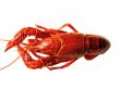 Closup of crawfish isolated