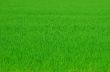 Green grass background