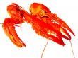 Close up of two crawfish isolated