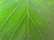 Green leaf texture