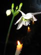 Lily flower and candles on a black background