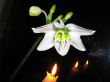 Lily flower and candles on a black background