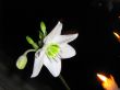 Lily flower and candles on a black background