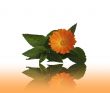 Flower calendulas and mint with a reflection on a table