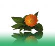 Flower calendulas and mint with a reflection on a table