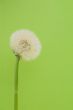 Blowball