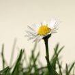 Daisies