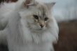Siberian pedigree cat 1