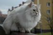 Siberian pedigree cat 2