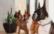 Boxer Dogs