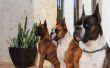 Boxer Dogs