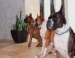 Boxer Dogs