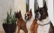 Boxer Dogs
