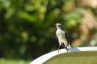 Mockingbird