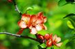 A close-up of a pinky red quince flower.