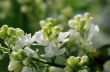 White lilac flowers closeup 