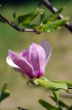 Blossoming of magnolia flower in spring time 