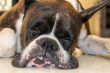 Funny sleeping dog