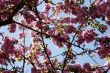 Japanese cherry