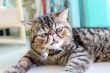 Tabby Cat