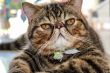 Tabby Cat