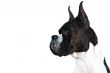 Boxer Dog