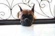 Sad Puppy