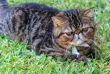 Tabby Cat