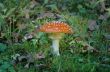 toadstool in the forest