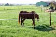 Horse on a pasture