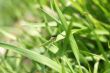 Green beetle