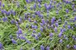 Grape hyacinth
