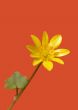 Celandine