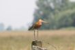 Bird on a pole