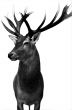 Deer isolated