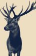 Deer isolated