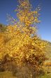 Yellow striking birch on a background sky and mountains
