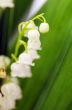 shallow DOF flowering lily of the valley 