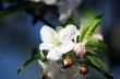 blossom apple tree. Apple flowers close-up.