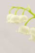 Close up of Lily of the valley 