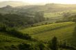 Chianti vineyard