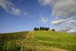 Vineyards