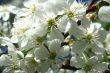 White flowers of cherry, photographed closeup 