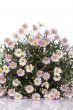 Daisy flower bouquet