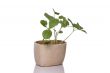 Pumpkin sprouts in a pot