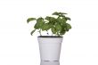 Basil in pot