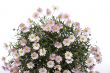 Daisy flower bouquet