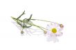 Daisy flower