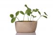 Pumpkin sprouts in a pot
