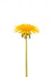 Yellow dandelion flower